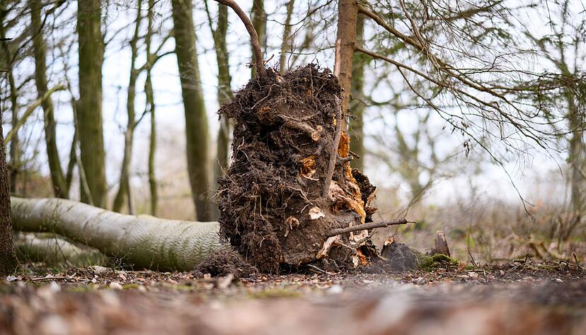 Der umgest&uuml;rzte Baum im Waldst&uuml;ck s&uuml;d&ouml;stlich von Flensburg.