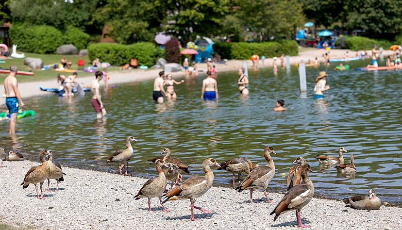 Auch Nilgänse bevölkern den Breitenauer See. Auch Nilgänse bevölkern den Breitenauer See.
