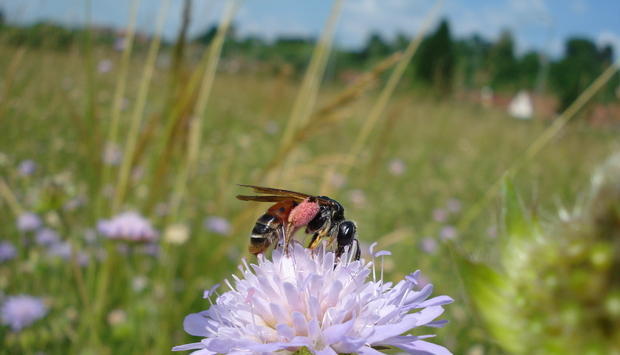 Knautien-Sandbiene