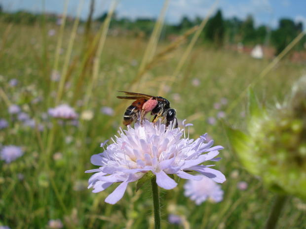 Knautien-Sandbiene