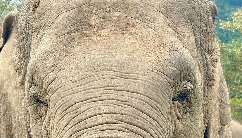 Anwohner vermuten, der Elefant k&ouml;nnte &laquo;einen Geschmack f&uuml;r menschliche Nahrung entwickelt&raquo; haben. (Archivbild)