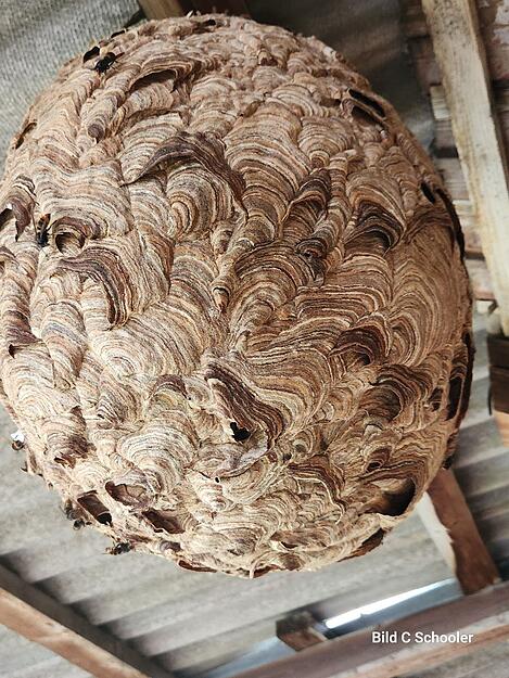 Nahaufnahme: Die Asiatische Hornisse baut schöne Nester, hier ein Exemplar in Pfaffenhofen. Nahaufnahme: Die Asiatische Hornisse baut schöne Nester, hier ein Exemplar in Pfaffenhofen.