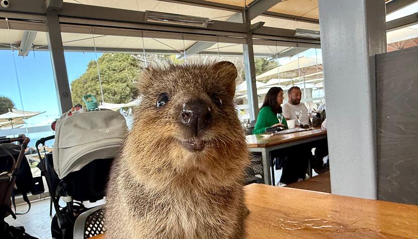 Quokkas gelten wegen ihres «Lächelns» als die glücklichsten Tiere der Welt. Quokkas gelten wegen ihres «Lächelns» als die glücklichsten Tiere der Welt.