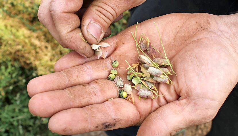 Der Name "Puy-Linse" ist geschützt: Deshalb hat Thomas Schmoll sein Produkt "Hausener Linsen" getauft. An die ungewohnte grüne Farbe muss sich so mancher Verbraucher erst gewöhnen.
Foto: Reto Bosch Der Name "Puy-Linse" ist geschützt: Deshalb hat Thomas Schmoll sein Produkt "Hausener Linsen" getauft. An die ungewohnte grüne Farbe muss sich so mancher Verbraucher erst gewöhnen.
Foto: Reto Bosch