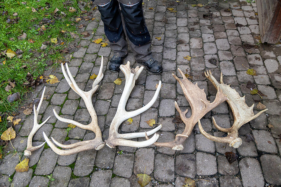 Besucher bei der Hirschbrunft im Wildparadies Tripsdrill.