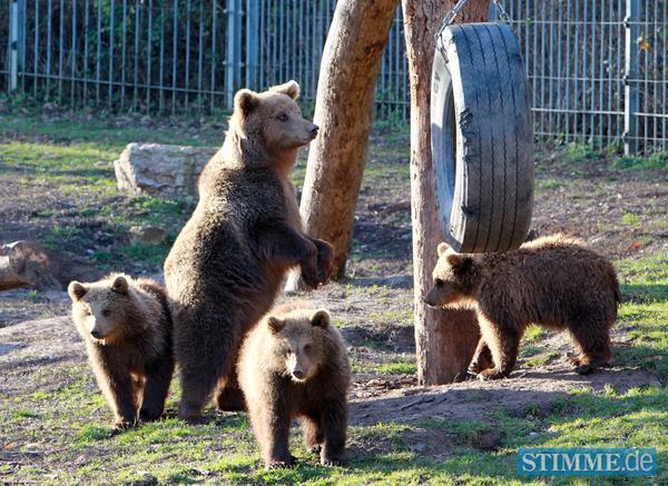 B&auml;rengeburtstag in Tripsdrill | 29.12.
