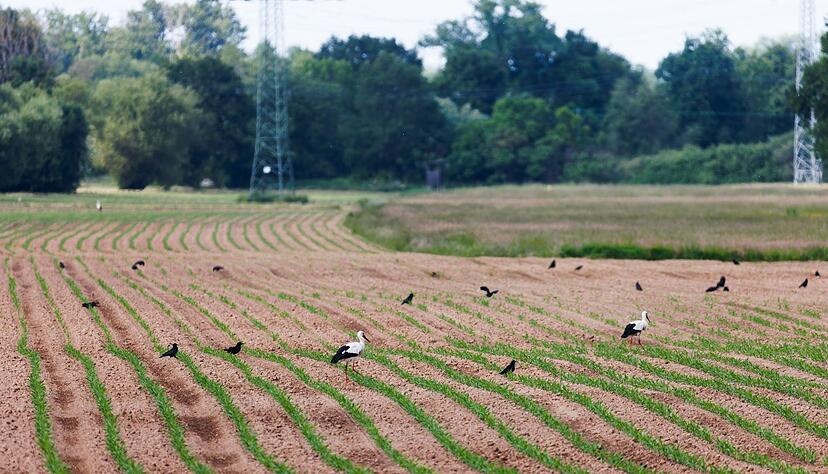 Saatkr&auml;hen sind nur schwer zu vertreiben.