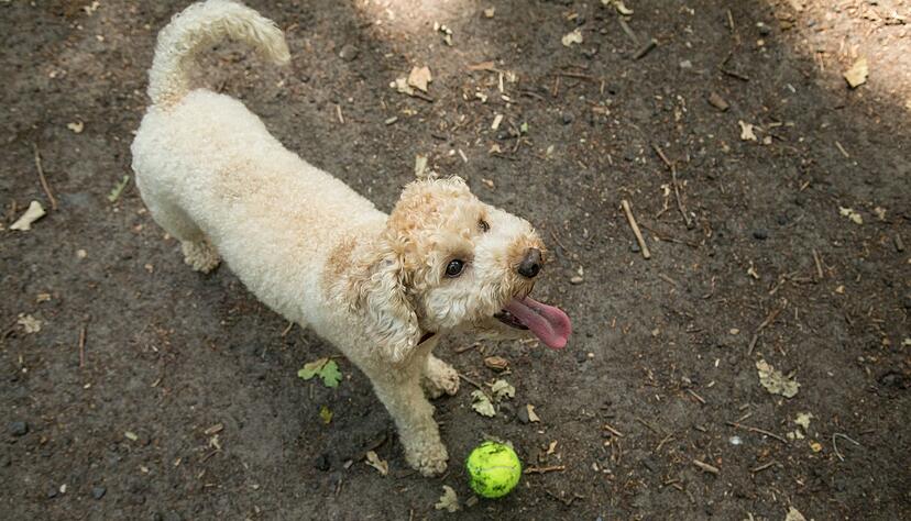 Viele Hunde lieben es, Gegenstände zu bringen. Beim Apportiertraining kann gleichzeitig Grundgehorsam geübt werden, etwa Sitzenbleiben, wenn der Gegenstand geworfen wird oder der Rückruf, bevor der Hund etwa am Ball ist. Viele Hunde lieben es, Gegenstände zu bringen. Beim Apportiertraining kann gleichzeitig Grundgehorsam geübt werden, etwa Sitzenbleiben, wenn der Gegenstand geworfen wird oder der Rückruf, bevor der Hund etwa am Ball ist.