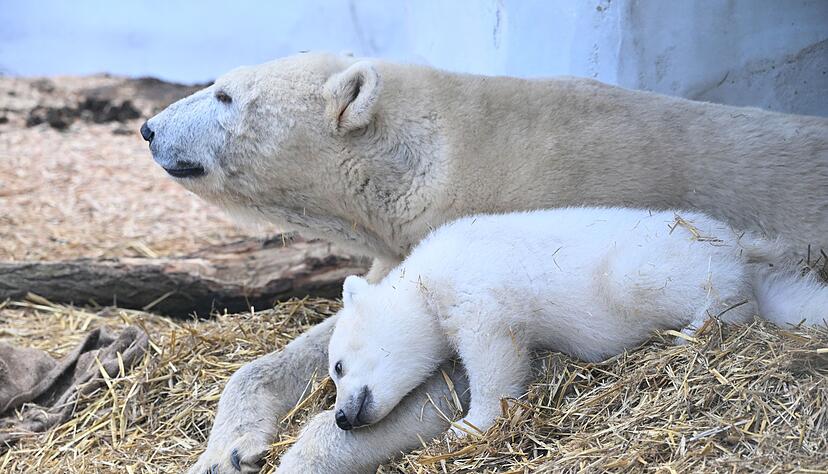 Immer wieder d&ouml;st der Kleine.