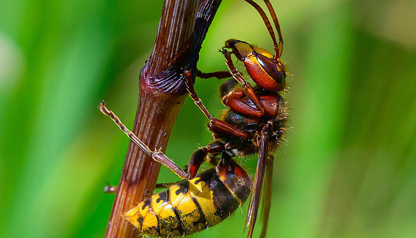 Die heimische Hornisse ist geschützt. Wer ihr Nest entfernt, macht sich strafbar