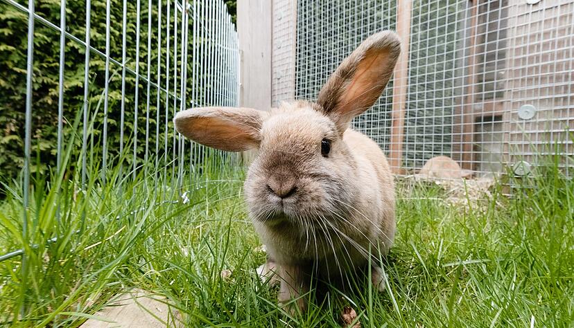 Fr&uuml;hlingsfreude im Freigehege: Kaninchen d&uuml;rfen wieder raus, sobald es frostfrei ist.