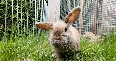 Fr&uuml;hlingsfreude im Freigehege: Kaninchen d&uuml;rfen wieder raus, sobald es frostfrei ist.
