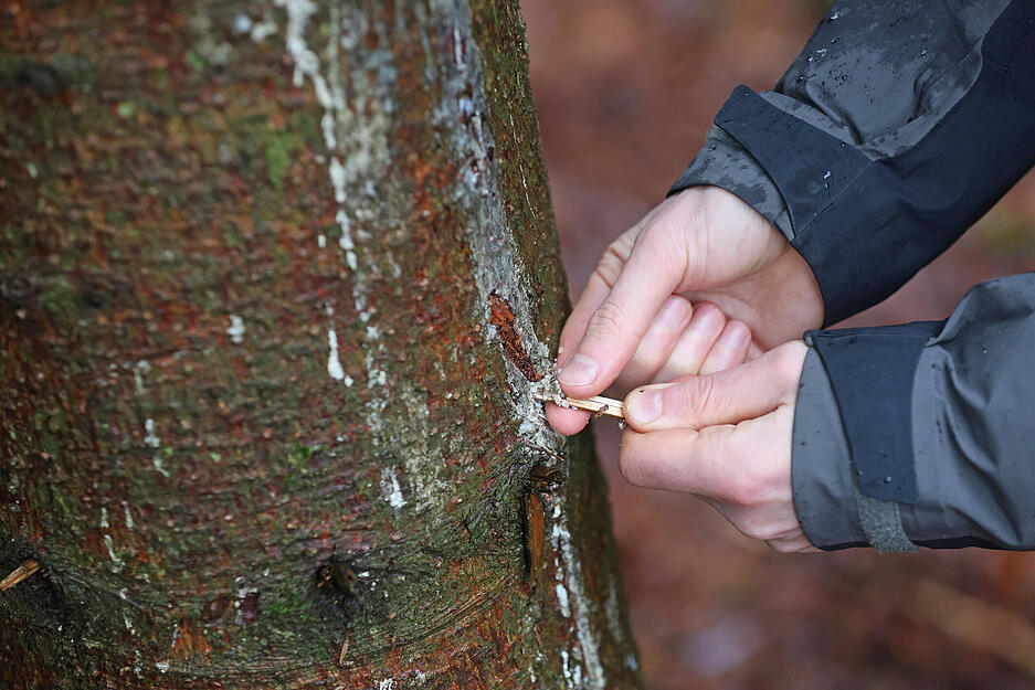 Dominik Knausenberger entfernt Baumharz um damit ein Feuer zu entfachen