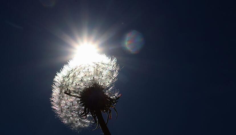 Ein verblühter Löwenzahn steht auf einer Wiese im Sonnenschein. Ein verblühter Löwenzahn steht auf einer Wiese im Sonnenschein.