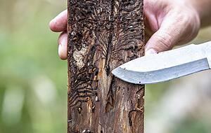 Ein Teil eines Baumstammes, in dem der Borkenkäfer sein Unwesen treibt. Ein Teil eines Baumstammes, in dem der Borkenkäfer sein Unwesen treibt.