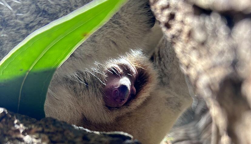 Das Jungtier wird noch eine Weile im Beutel bleiben. Das Jungtier wird noch eine Weile im Beutel bleiben.
