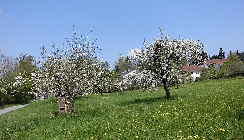 Zusammengestellt von Archiv und Dokumentation der Heilbronner Stimme 
1965 wird das Gewann "Hinterer Böckinger" mit dem Ehrenfriedhof zum Landschaftsschutzgebiet 
erklärt. Der Landschaftsschutz beinhaltet Belange des Naturschutzes, der Erholung und Denkmalpflege. Blick über die Streuobstwiese auf Häuser der dahinter gelegenen Arndtstraße.