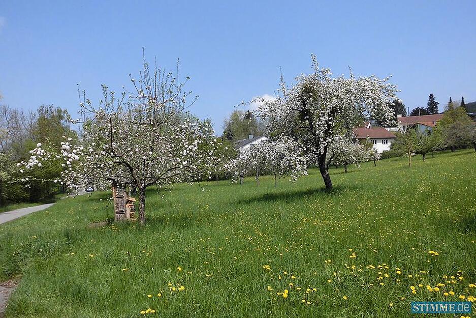 Zusammengestellt von Archiv und Dokumentation der Heilbronner Stimme 
1965 wird das Gewann "Hinterer Böckinger" mit dem Ehrenfriedhof zum Landschaftsschutzgebiet 
erklärt. Der Landschaftsschutz beinhaltet Belange des Naturschutzes, der Erholung und Denkmalpflege. Blick über die Streuobstwiese auf Häuser der dahinter gelegenen Arndtstraße.