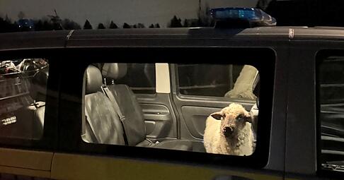 Die Polizei sperrt das entlaufene Schaf in den Streifenwagen. Die Polizei sperrt das entlaufene Schaf in den Streifenwagen.