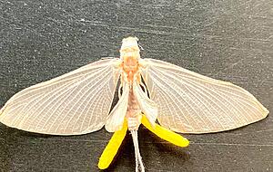 Diese Eintagsfliege hat Hans Hagdorn aus der Nähe fotografiert. Diese Eintagsfliege hat Hans Hagdorn aus der Nähe fotografiert.