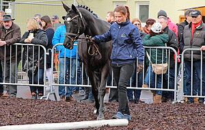 Die edlen Züge der Trakehner-Stute Kesua Negra vom Pfedelbacher Zuchtbetrieb Weippert loben die Wertungsrichter in Ring 1.
Fotos: Tamara Ludwig Die edlen Züge der Trakehner-Stute Kesua Negra vom Pfedelbacher Zuchtbetrieb Weippert loben die Wertungsrichter in Ring 1.
Fotos: Tamara Ludwig