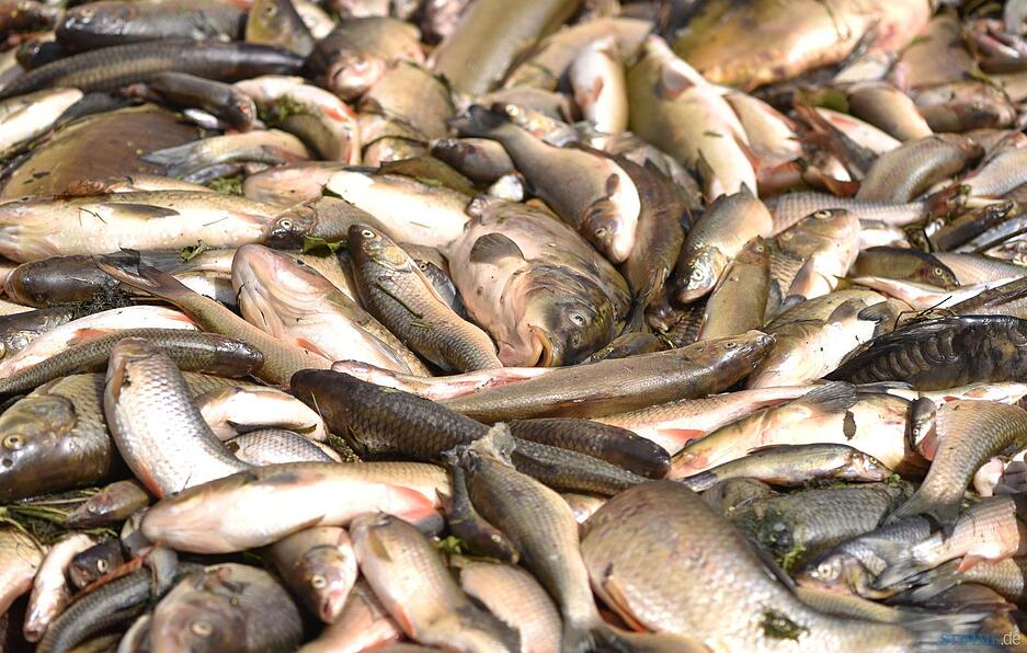 Tote Fische liegen am 25.08.2015 bei Elpershofen (Baden-Württemberg) in einem Container. Giftiges Löschwasser hat im Kreis Schwäbisch Hall ein großes Fischsterben in der Jagst ausgelöst.