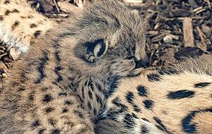 Das Serval-Pärchen in der Wilhelma hat Nachwuchs bekommen. Das Serval-Pärchen in der Wilhelma hat Nachwuchs bekommen.