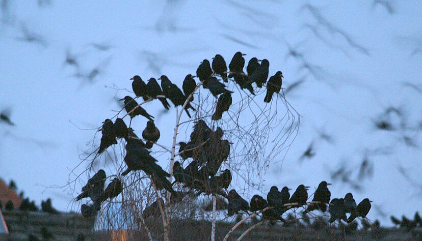 Saatkr&auml;hen nisten meist in gro&szlig;en Kolonien &ndash; und verursachen in vielen Wohngebieten L&auml;rm und Dreck.
