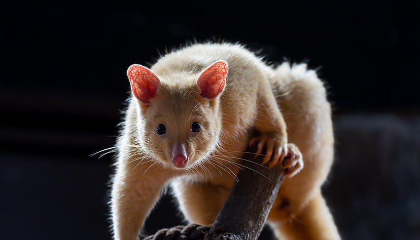 Mit ihrer hellen Fellfarbe sind die neuen Bewohner der Terra Australis sehr gut zu erkennen. Die drei neuen Fuchskusus teilen sich eine Anlage mit den Bürstenschwanz Rattenkängurus.