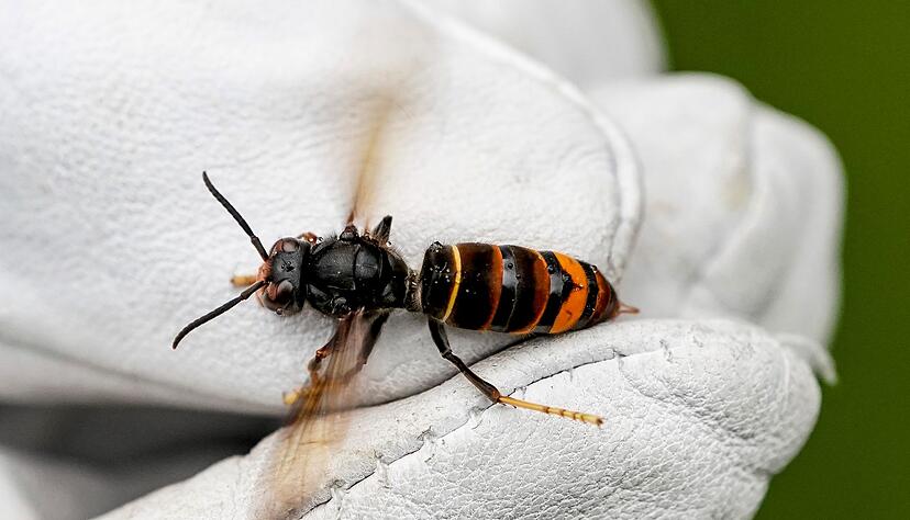 Eine Asiatische Hornisse (Vespa velutina nigrithorax).