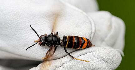 Eine Asiatische Hornisse (Vespa velutina nigrithorax).