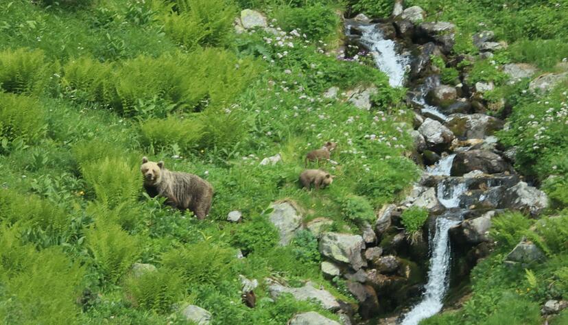 Eine&nbsp;B&auml;rin geht mit ihrem Nachwuchs durch ein Tal in der Westtatra in der Slowakei. (Archivbild)