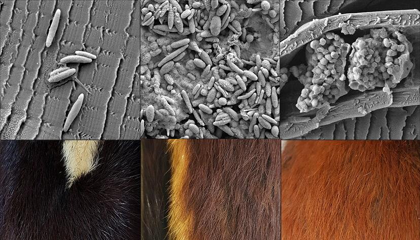 Verschieden geformte Pigmentk&ouml;rperchen (oben)&nbsp;stehen im Zusammenhang verschiedenen Fellfarben (unten).