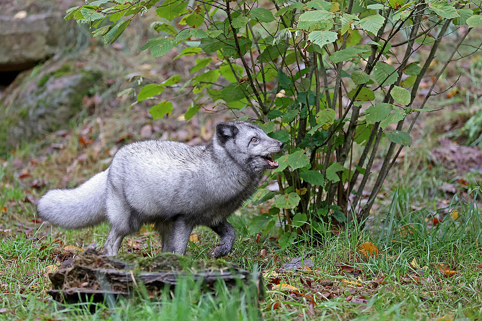 Polarfüchse im Wildpark Tripsdrill in Cleebronn