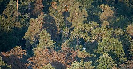 Braune, trockene Bäume stehen in einem Waldstück des Schönbuchs. Der Wald leidet unter der anhaltenden Trockenheit. Braune, trockene Bäume stehen in einem Waldstück des Schönbuchs. Der Wald leidet unter der anhaltenden Trockenheit.