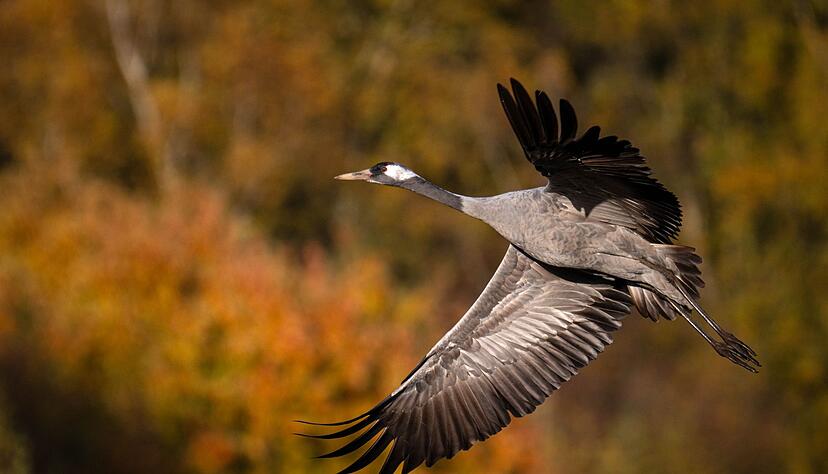 Auch vielen Vögel ging es weltweit schlechter, in Deutschland setzte vor allem die Vogelgrippe den Kranichen zu. (Archivfoto) Auch vielen Vögel ging es weltweit schlechter, in Deutschland setzte vor allem die Vogelgrippe den Kranichen zu. (Archivfoto)