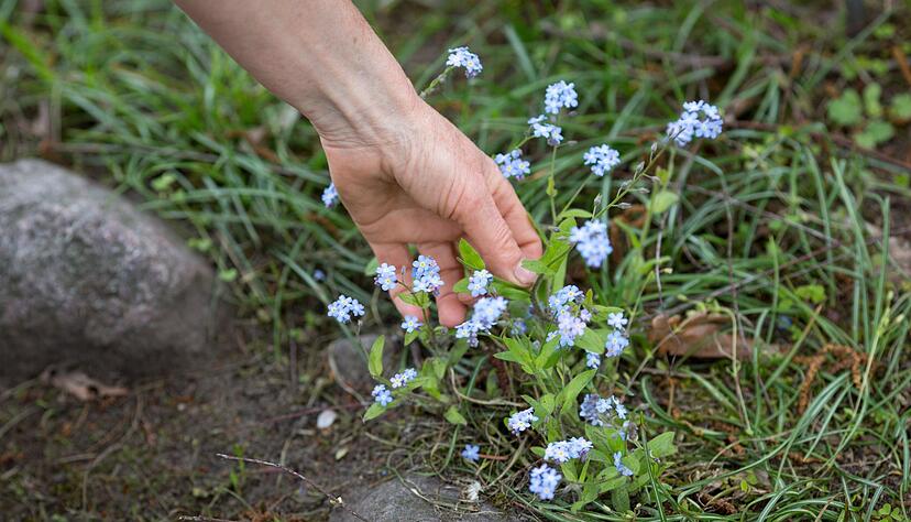 Wer bei seiner Sammeltour nach essbaren Nadel- und Blattwerk von B&auml;umen auf Vergissmeinnicht (Myosotis) trifft, kann auch deren Bl&uuml;ten pfl&uuml;cken. Denn auch sie sind essbar. Die blauen Bl&uuml;ten haben zwar nicht viel Geschmack, bieten aber als Deko auf Salaten was f&uuml;rs Auge.