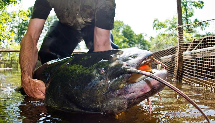 Der aggressive Wels aus dem fr&auml;nkischen Brombachsee ist Geschichte - er wurde verspeist. (Symbolbild)