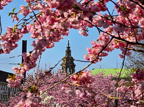 Vom Stadtpark aus geht der Blick zwischen den Kirschbäumen zur Kilianskirche. Vom Stadtpark aus geht der Blick zwischen den Kirschbäumen zur Kilianskirche.
