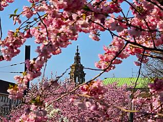 Vom Stadtpark aus geht der Blick zwischen den Kirschbäumen zur Kilianskirche. Vom Stadtpark aus geht der Blick zwischen den Kirschbäumen zur Kilianskirche.