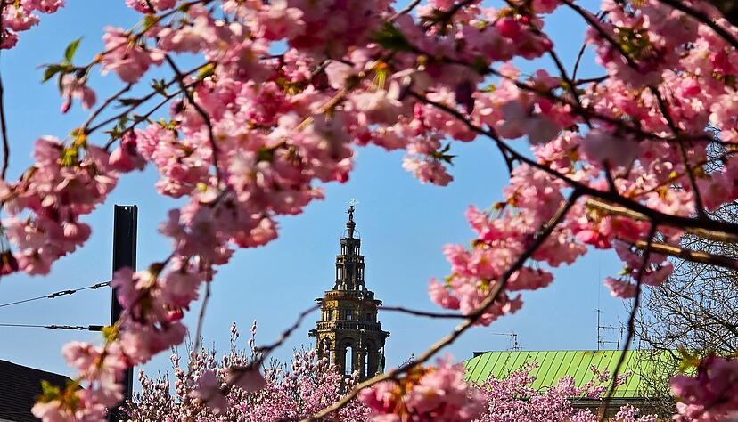 Vom Stadtpark aus geht der Blick zwischen den Kirschbäumen zur Kilianskirche. Vom Stadtpark aus geht der Blick zwischen den Kirschbäumen zur Kilianskirche.