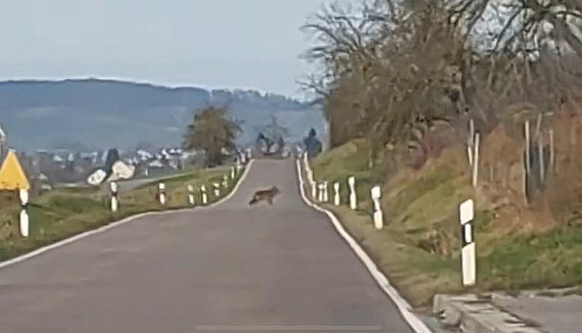 Hat ein Wolf auf der Durchreise vor wenigen Tagen die Straße zwischen Adolzfurt und Geddelsbach gequert und auf den Hälden ein Schaf gerissen? Diese Frage beschäftigt gerade die Hohenloher. Hat ein Wolf auf der Durchreise vor wenigen Tagen die Straße zwischen Adolzfurt und Geddelsbach gequert und auf den Hälden ein Schaf gerissen? Diese Frage beschäftigt gerade die Hohenloher.