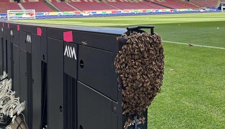 Im Stadion des VfB Stuttgart hat sich erneut ein Bienenschwarm niedergelassen. Ausgerechnet am Tag vor dem Deutschland-Spiel bei der EM 2024.