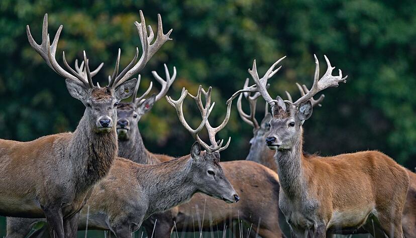 Der Rothirsch ist zum Tier des Jahres 2026 gew&auml;hlt worden. (Archivbild)