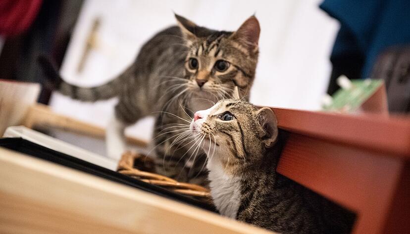 Geschwisterp&auml;rchen: Nicht erst bei Rolligkeits-Anzeichen handeln.