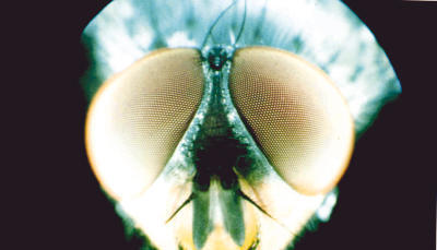 Faszinierende Facettenaugen. Die Stubenfliege war Vorbild für den sehenden Roboter Robot Mouche I und II. (Repro: Dittmar Dirks) Faszinierende Facettenaugen. Die Stubenfliege war Vorbild für den sehenden Roboter Robot Mouche I und II. (Repro: Dittmar Dirks)