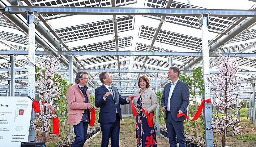 Agri-PV-Anlage eröffnet: LVWO-Chef Dieter Blankenhorn, Minister Peter Hauk, Staatssekretärin Gisela Splett, Bürgermeister Timo Frey (von links).
Foto: Ralf Seidel