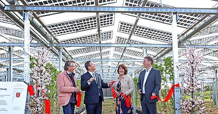 Agri-PV-Anlage eröffnet: LVWO-Chef Dieter Blankenhorn, Minister Peter Hauk, Staatssekretärin Gisela Splett, Bürgermeister Timo Frey (von links).
Foto: Ralf Seidel
