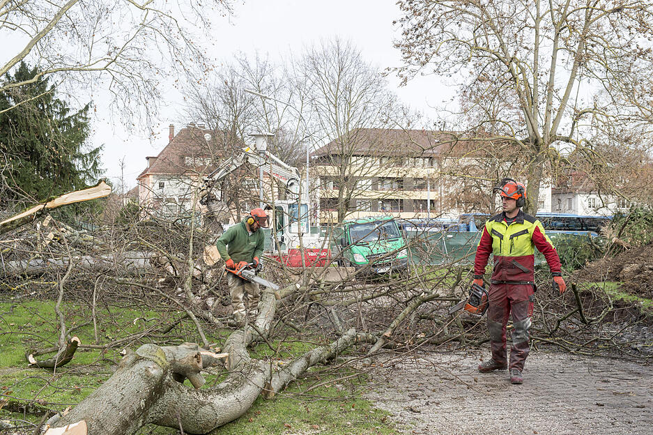 Bäume fallen im Stadtgarten | 13.12.