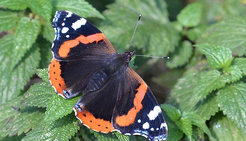 Falter wie Tagpfauenauge, Kleiner Fuchs, Landkärtchen und Admiral legen ihre Eier gezielt an Brennnesseln ab. (Archivbild) Falter wie Tagpfauenauge, Kleiner Fuchs, Landkärtchen und Admiral legen ihre Eier gezielt an Brennnesseln ab. (Archivbild)